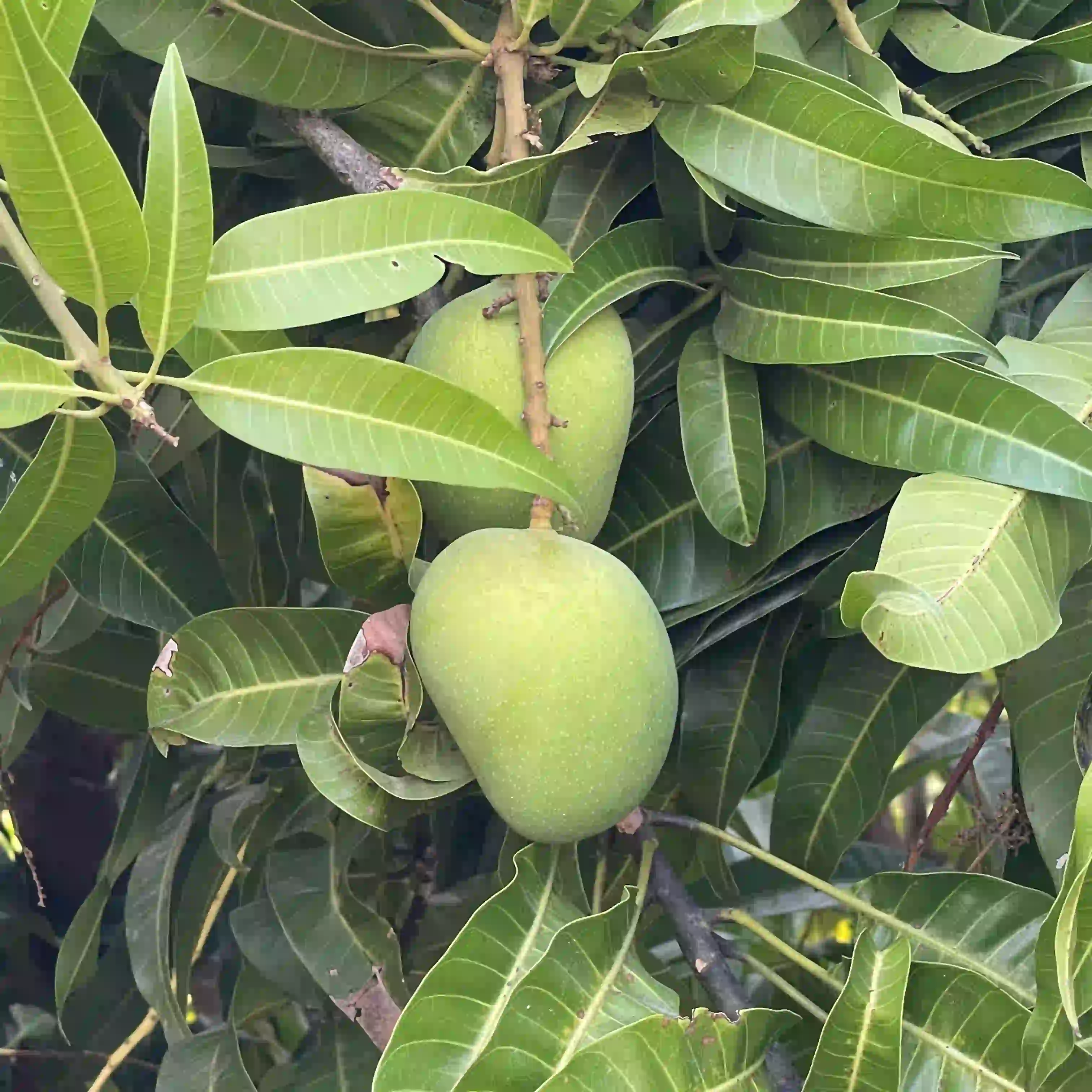 Mango Hapus